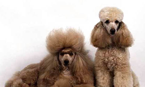 貴賓犬做夢(mèng)哼唧需要叫醒嗎