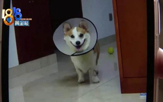 柯基犬每天雞肝拌狗糧可以吃嗎