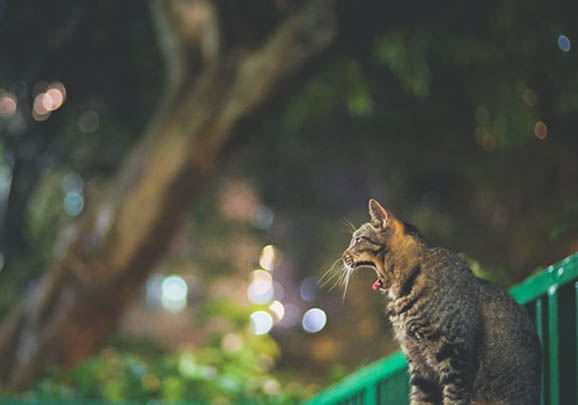 中國貍花貓嘔吐的原因及處理方法