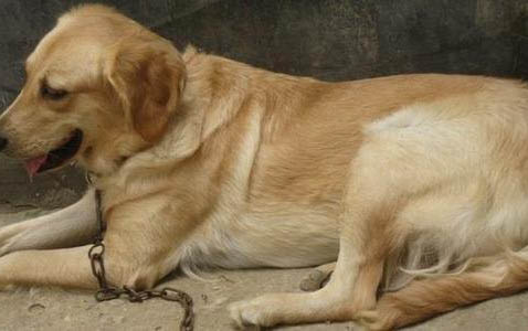 狗狗體外驅蟲滴在哪個部位