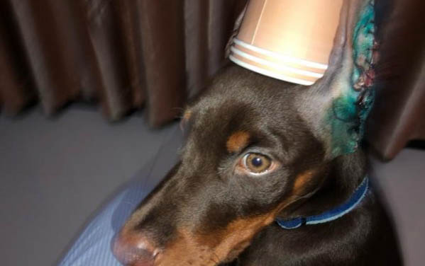 棉花面紗犬哪里有賣