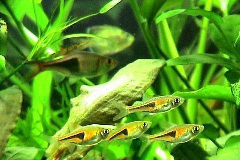 藍三角魚怎么區分公母