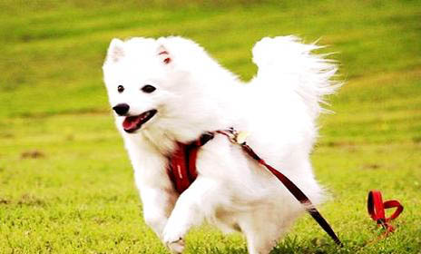 芬蘭狐貍犬性格