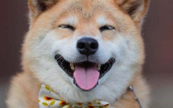 柴犬吃什么狗糧好