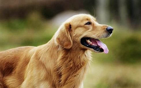 金毛犬感冒了會吐嗎