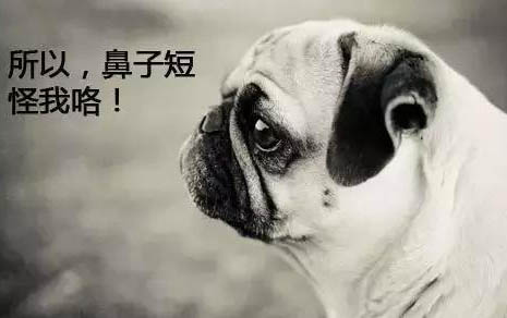 小狗厭食怎么辦啊