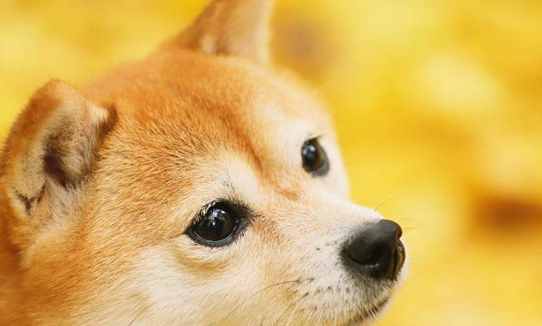 柴犬和小黃土狗的區別
