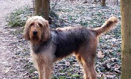 阿富汗獵犬該如何挑選