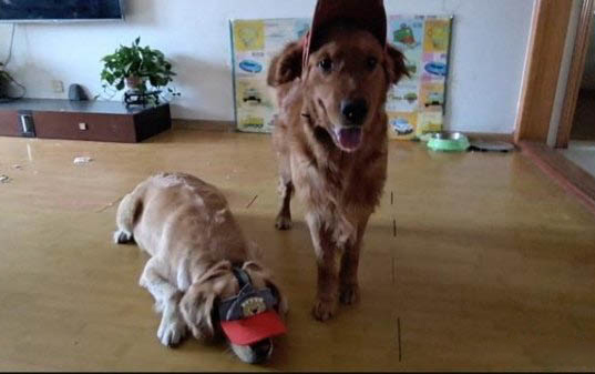狗狗胃炎治療注意事項