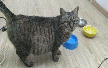 貓咪懷孕多久會不會生產