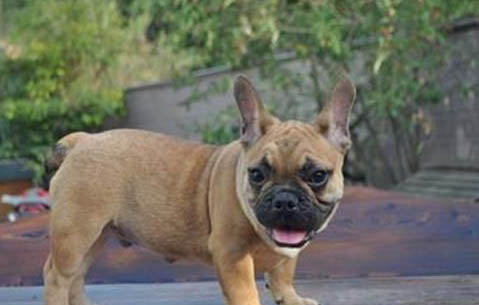 法國斗牛犬和英國斗牛犬哪個好