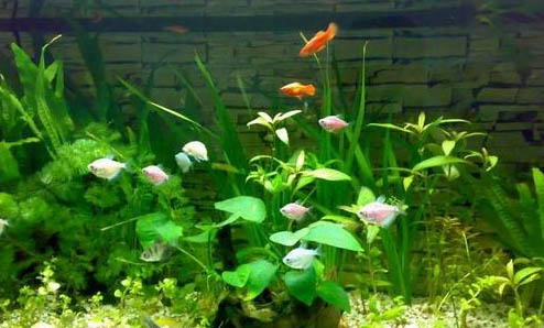 養魚的水要放幾天才能澆水