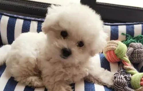 狗狗能吃雞蛋白嗎?