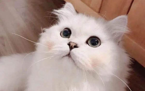 把貓送人它會傷心么