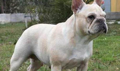 法國斗牛犬多少錢一只