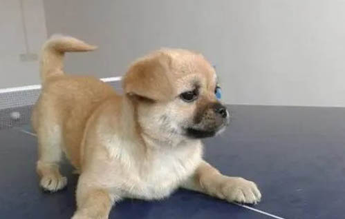 中華田園犬是禁養(yǎng)犬嗎