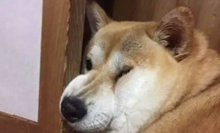 狗狗有必要一年打一次疫苗嗎？