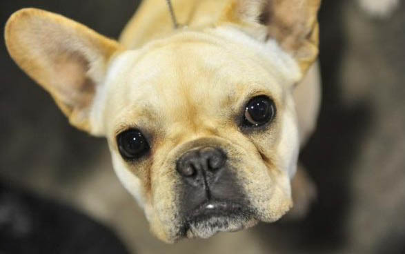 英國古代牧羊犬感冒引起尿道炎