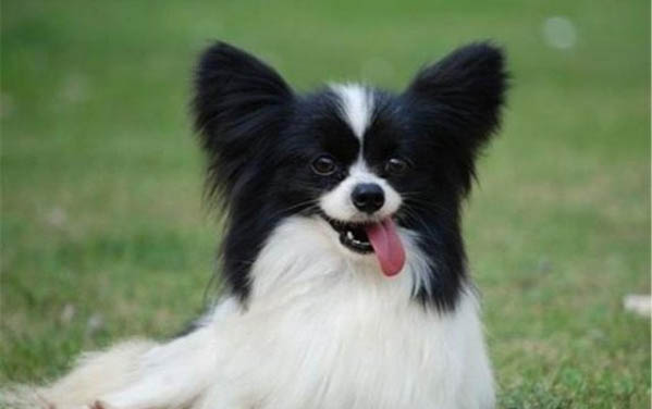 蝴蝶犬和博美養哪個