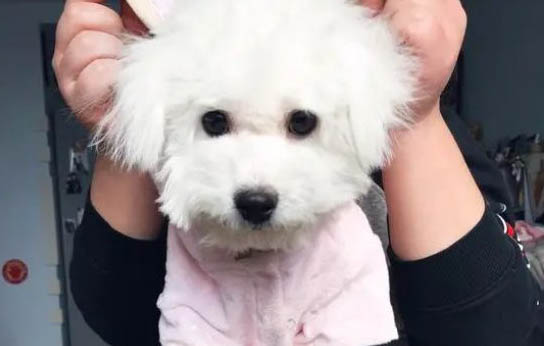 狗狗不能吃葡萄嗎?