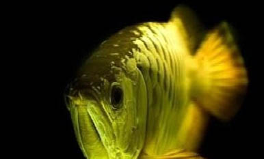 龍魚有哪些品種