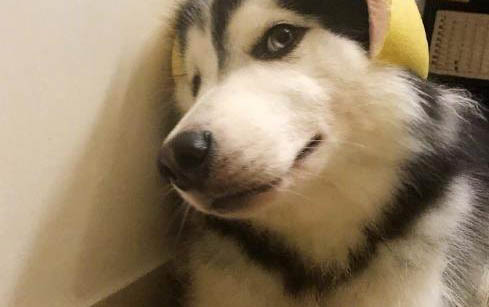 狗狗多久驅蟲一次能