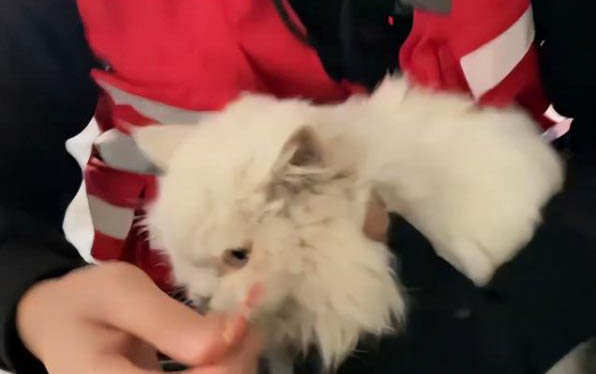 貓咪拉肚子了吃什么藥