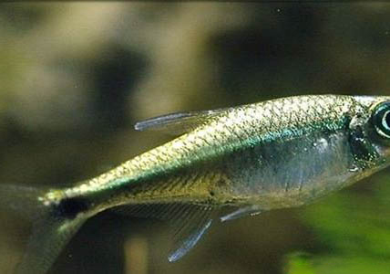 接吻魚可以和金魚混養嗎