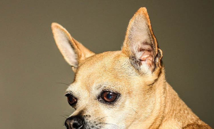 犬瘟用藥多久