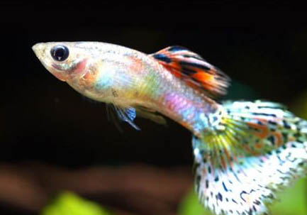 孔雀魚一天喂幾次合適