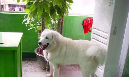 中型犬有哪些品種