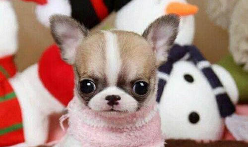 養(yǎng)好吉娃娃犬需要哪些必備物品?