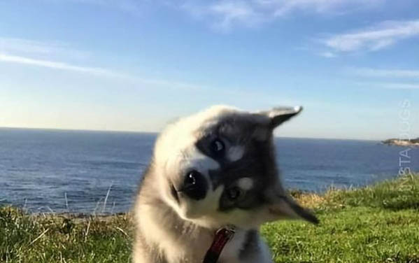 狗狗會發(fā)抖是什么原因