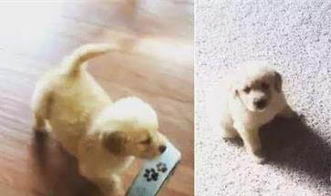 怎么給狗狗的牙齒護理