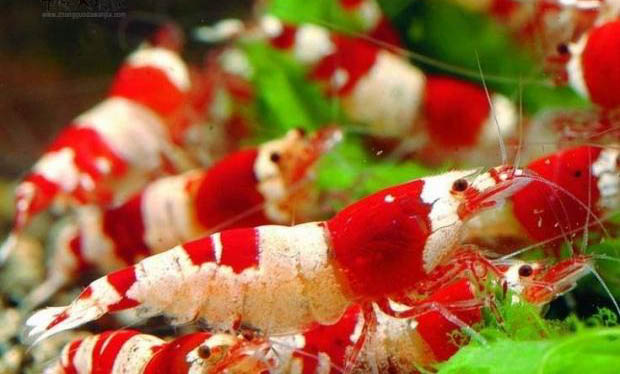 水晶蝦和孔雀魚能一起養嗎