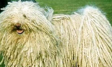 有哪些狗狗作為導盲犬
