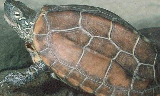 草龜?shù)钠贩N有哪些
