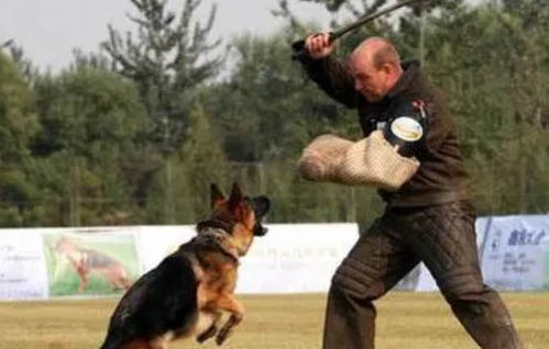 佛蘭德牧牛犬怎么判斷生病了