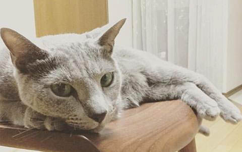 小貓怕人,老是躲著怎么辦