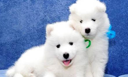 純種薩摩耶犬怎么辨別