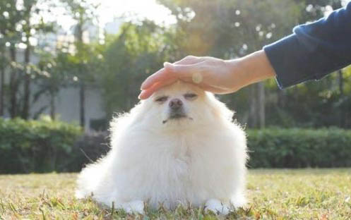 狗狗抽搐要多久會死