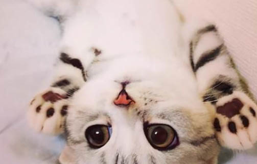 貓咪肺炎多久會死
