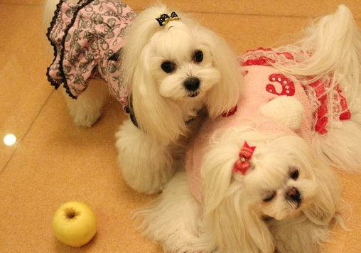 馬爾濟斯犬的缺點