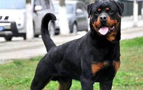 羅威納犬的優點和缺點有哪些