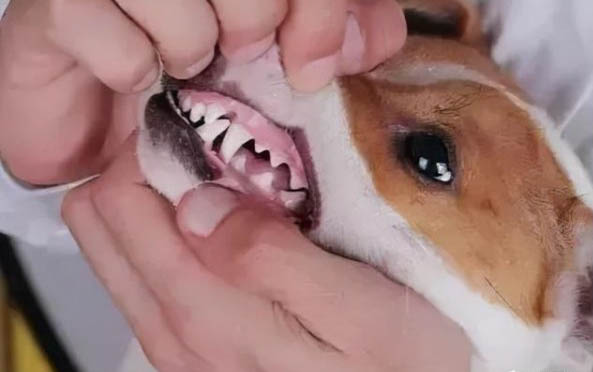 狗狗翻腸子原因有哪些