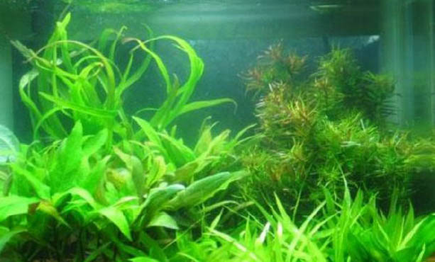 魚缸里有白色線蟲