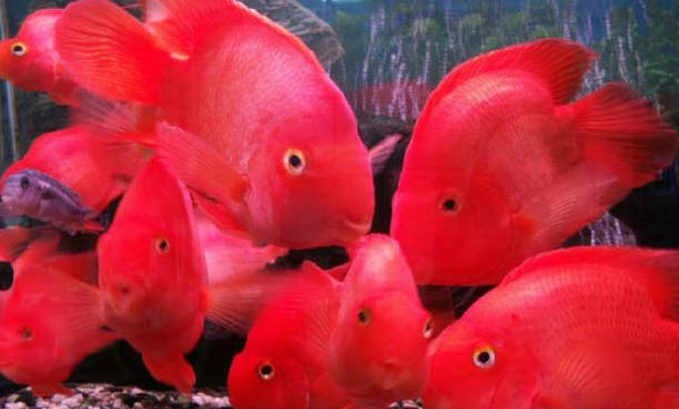 觀賞魚的品種