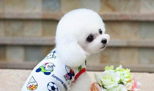 兩個月幼犬能吃蘋果嗎