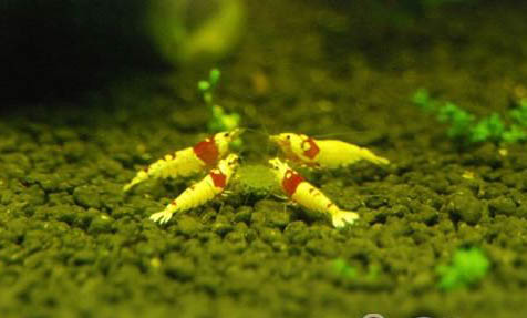 水晶蝦能和什么魚一起養(yǎng)