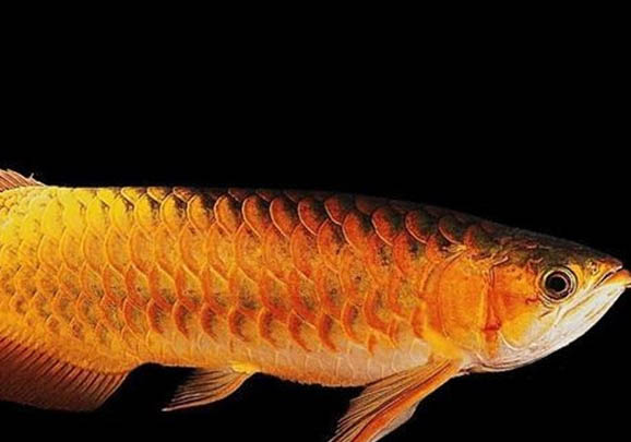 魚子醬狗糧怎么樣有營養嗎